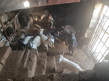 kənd təsərrüfatı heyvanları: Satılır: yerli keçi sürüsü - Növ: yerli dağ/əlik keçiləri (qarışıq — 5