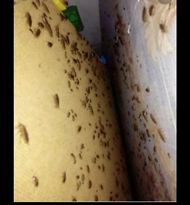 Дезинфекция, дезинсекция: Дезинфекция, дезинсекция, | Клопы, Блохи, Тараканы, | Транспорт, Офисы, Квартиры — 4