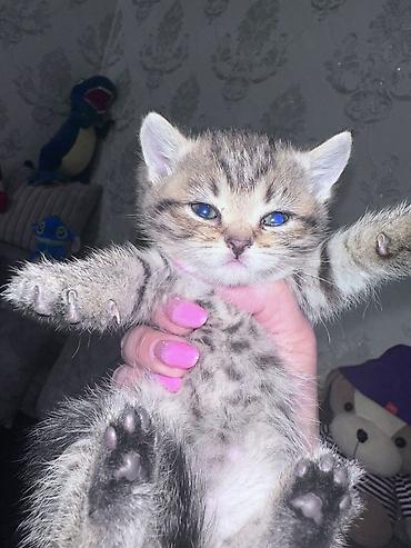 Pişiklər: Britan — 14