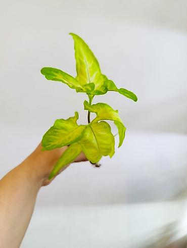 Драцены и Сансевиерии: Драцена (разные виды, в горшках) находится в Кара Балте - Эффектные — 14