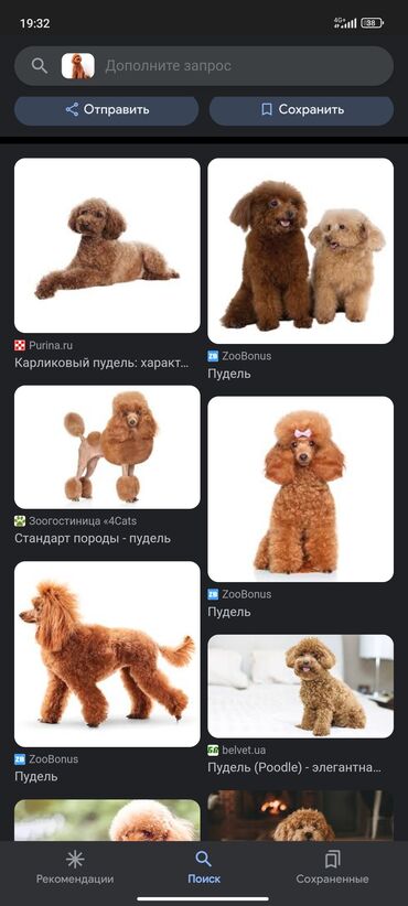 купить болоньез собаку: Куплю той-пуделя, коричневого, щеночка. Бишкек