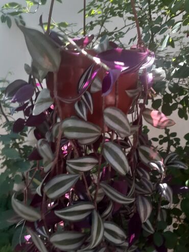 Bitkilər: Tradescantia 30 azn satilir