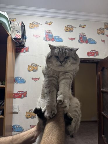 Pişiklər: Britan — 15