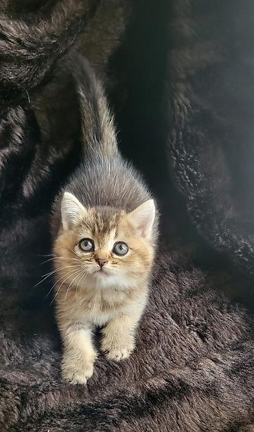 Pişiklər: Şinşilla, Dişi — 18