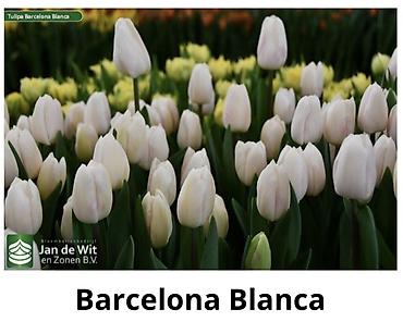 Букеты из живых цветов: Тюльпаны От 130сом за шт Чем больше шт тем больше скидка at lalafo.kg — 4 Букеты из живых цветов: Тюльпаны От 130сом за шт Чем больше шт тем больше скидка — 4