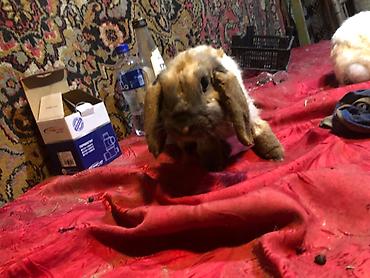 Dovşanlar: Mini lop ev dovşanları 1 ədədi 25 m erkekdilər - Növ: Mini lop (aşağı — 5