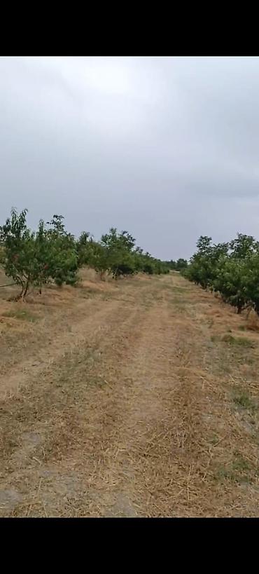 səkidə torpaq: - Çıxarışı var. Kənd təsərrüfatı təyinatlı torpaqdır. - 1.27 hektar — 3