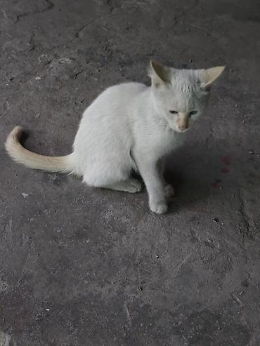 породистые кошки в добрые руки: 2 месяца, Мальчик — 4