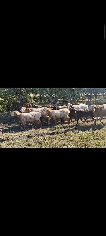собака бордер коли: Продаю | Овца (самка) | Для разведения — 3