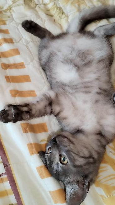 pişik balası: Tabbi, Yaxşı əllərə, Ödənişli çatdırılma — 2