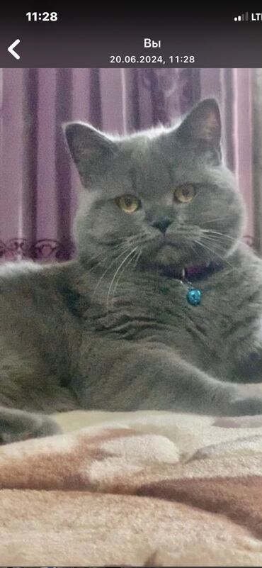 персидский кот цена: Пропал кот британской породы,сорвался с окна 4эт6мкр д18. Возраст