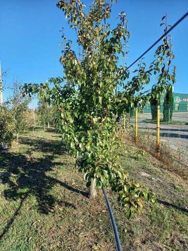 Prodaja zemljišta: Poljoprivredno zemljište — 17