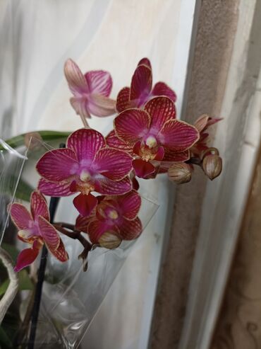 цена орхидеи: Распродажа орхидеи мультифлора здоровые орхочки с шикарной корневой