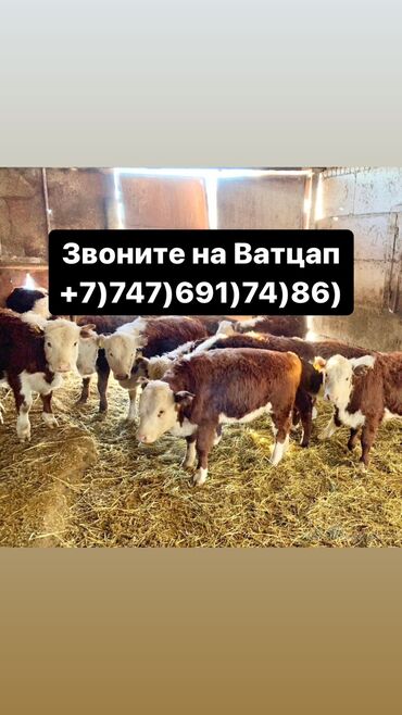 продам телят ангус: Бычки телята тёлучки +7)747)691)74)86) вотсап Бычки телята тёлки