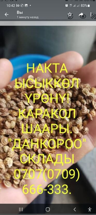семена эспарцета в Кыргызстан | МЁД: Накта ысыккөл эспарцет үрөнү. Каракол шаары. Доставка кылабыз