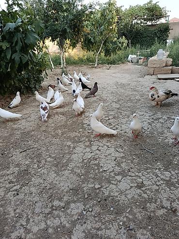 goyerçin: Məhsul: Ev təsərrüfatı üçün göyərçinlər (qrup halında) Təsvir: - Bir — 1