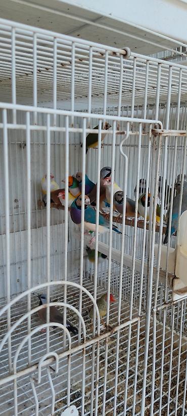 bulbul quşu satışı: Amadin qulda cavan cute hazir quslar 250 azn bala veren cutler 300 azn — 2
