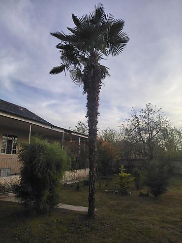 gul satisi toptan: Traxikarpus (Trachycarpus fortunei) xurma ağacı - Növ: Soyuğa davamlı — 3