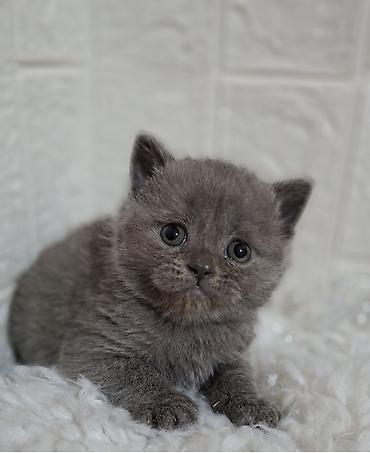 Продажа кошек: Продаётся шотландская девочка,скоттиш-страйт,возраст 1,5 — 7