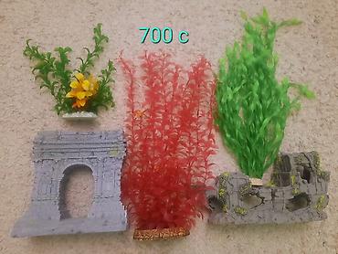 Рыбы: Продам растения и гроты для аквариума в хорошем состоянии,цена указана — 10