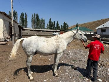 британская короткошерстная кошка золотая шиншилла: Продаю | Конь (самец)