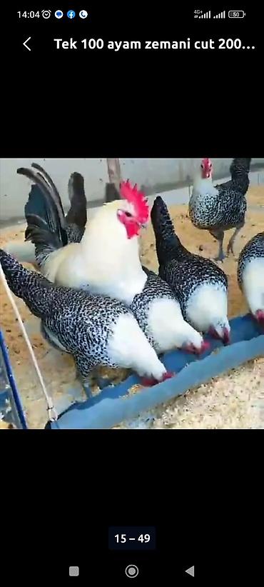 Toyuqlar: Toyuq, Ətlik -da lalafo.az — 4 Toyuqlar: Toyuq, Ətlik — 4