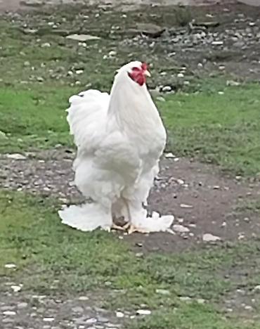 brama cuceleri: Tek xoruzdu.real alici yazsin.vatsap var — 2