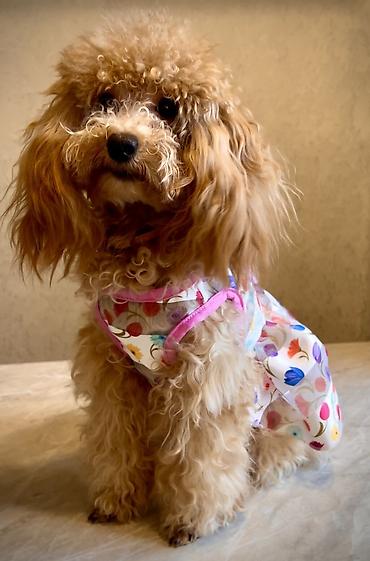 Зоотовары: Одежда для собак и кошек. По размерам НОВАЯ. ЦЕНА НА ОДЕЖДУ ОТ 200 — 5