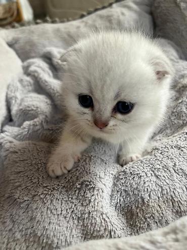 Pişiklər: Yaxşı əllərə — 14