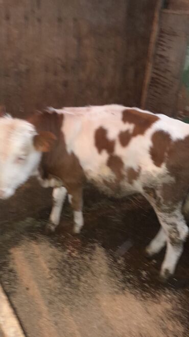 попугай ара цена: Теленок, Самец, Simental, месяцев: 4, Для мяса