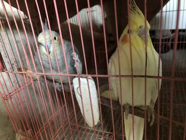 Пара корелл (нимф) в клетке - Вид: корелла (Nymphicus hollandicus)
