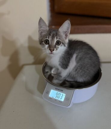 Pişiklər: Dişi, Yaxşı əllərə — 11