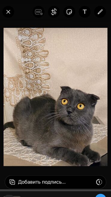 Pişiklər: Şotland, Dişi, Ünvandan götürmə — 10