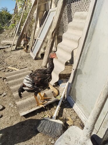 Xoruzlar: Xoruz, il: <1 — 6