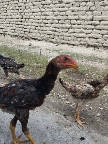 inək satılır binə: ANCAQ WHATSAPA YAZIN NÖMRƏ İŞLƏMİR!! Heyratı Chu Şhamo 3 aylıq