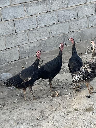 Птицы: Самки и самцы — 7