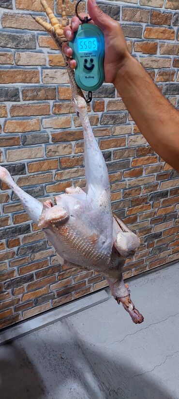 Digər quşlar: Allah herkesin xeyrini versin. Gördüyünüz oz qapinin hinduwkalarindan — 16