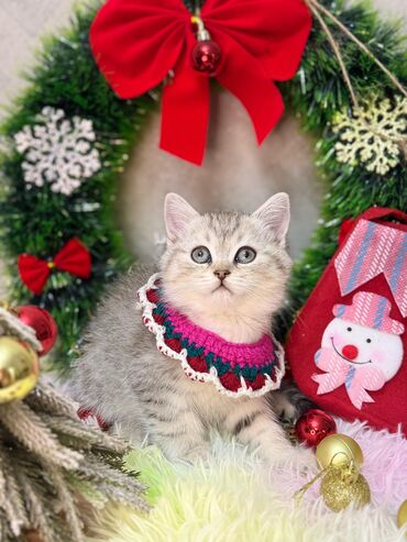 Pişiklər: Britan, Yaxşı əllərə — 1