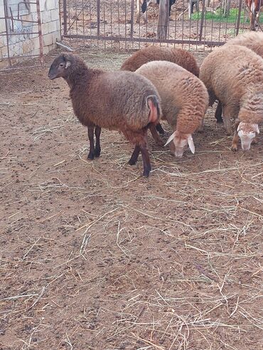 Quzu: Diri çəkisi 10 azn dan ətlik quzular — 4