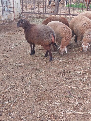 Quzu: Super emlik quzular diri çəkisi 10 manata — 1