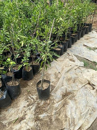 zeytun ağacı satışı: Lənkəran Mandarin ağacı fidanları - Növ: Mandarin (meyvə verən calaq — 1