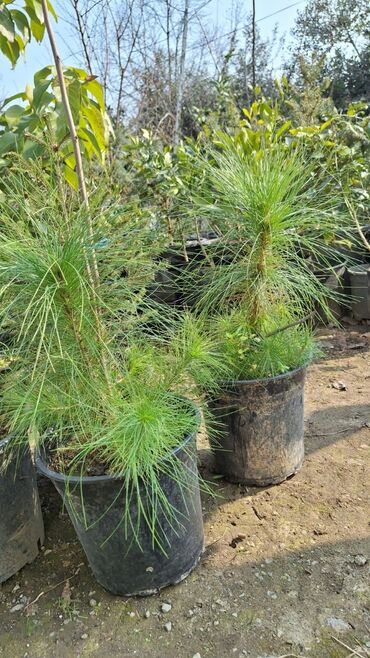 Çöl bitkiləri: Piramida,Arizona konos pixtda,limoni yolkaleylandra,v.s yolkalar — 4