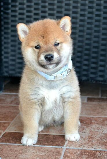 Psi: Odgajivačnica *Kami's little fellows* predstavlja vrhunsko čistokrvno — 10