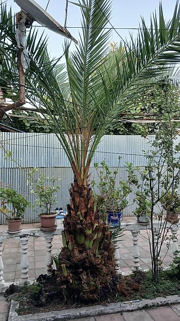 paulownia agaci: Dekorativ xurma palmisi (Phoenix dactylifera tipli) - Hündürlüyü — 1