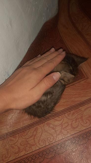 где можно взять кошку бесплатно: Кошка даром: Беспородная, 1 месяц, Девочка — 1