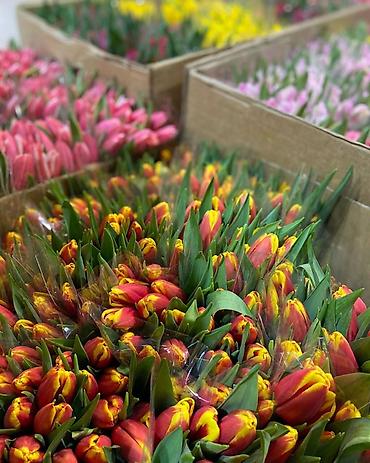 Букеты из живых цветов: Тюльпаны срезанные, свежие, прямые поставки. - Ассортимент — 3