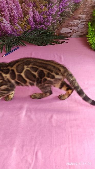 Продажа кошек: Красивейшие Бенгальские котята 3мес девочки и мальчики. Проф питомник at lalafo.kg — 16 Продажа кошек: Красивейшие Бенгальские котята 3мес девочки и мальчики. Проф питомник — 16
