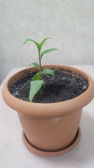 xlorofitum bitkisi: 3 man