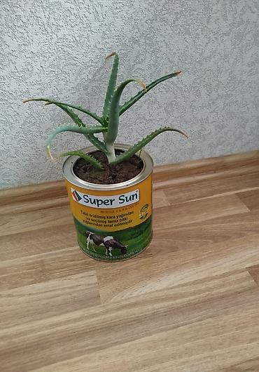 Əzvay bitkusi. ( aloe) Müalicəvidi lalafo.az -da Əzvay bitkusi. ( aloe) Müalicəvidi
