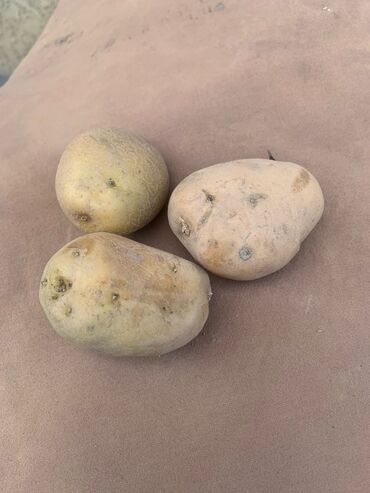 картошка риверо: Картошка Джелли, Дүңүнөн